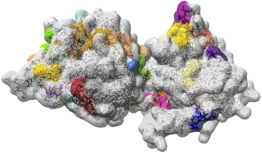 Abb. 8: Farblich hervorgehobene Bindungsstellen eines Proteins.