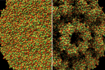Atomistische Darstellung eines Virus mit 220.000 Atomen. Links: klassische Beleuchtung. Rechts: die Beleuchtung mit Ambient Occlusion macht die Oberflächenstruktur erheblich besser sichtbar.