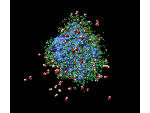 Simulation der Bindung von Wasser (rot/weiß) und Methanol (grün) an eine Proteinoberfläche (Candida antarctica Lipase B, blau).