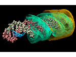 Verteilung von Kaliumionen um ein DNA-Molekül. Auf Flächen ist die Dichte konstant. Die innere, grüne Fläche folgt ganz deutlich der Helixstruktur, während die äußere Fläche beinahe ein Zylinder ist. Wir erkennen daran, dass bereits aus wenigen Nanometer Entfernung DNA in guter Näherung einfach als geladener Stab angenähert werden kann.