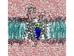 Simulation eines Proteinkanal (grau), der in eine Zellmembran (türkis) eingebettet ist.